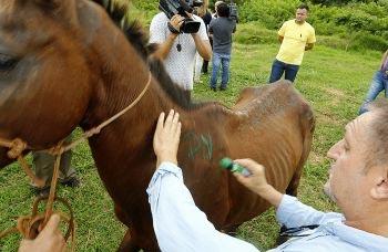 Animais são retirados em fundos de vale em Maringá 