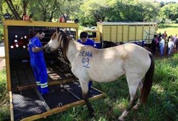 Animais são retirados de áreas de preservação permanente proibidas para a criação 