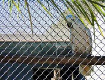 Paraná se destaca na regulamentação para criação e venda de animais silvestres 