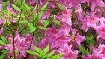 Veja dicas de espécies para cultivar nas estações frias, garantindo um jardim exuberante 