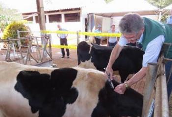 Vacinação contra a febre aftosa começa neste domingo (1) no Paraná 