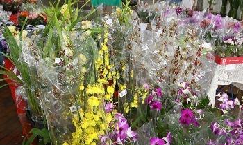 Preços das flores variam até 250% em Maringá, segundo pesquisa 