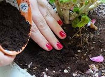 Veja dicas sobre como o jardim pode ajudar no combate ao Aedes Aegypti 