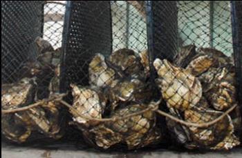 Proibida venda e consumo de ostras e mariscos produzidos no Paraná 