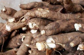 Produtor adianta colheita da mandioca para aproveitar melhores preços Produtor adianta colheita da mandioca para aproveitar melhores preços
