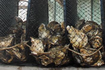 É liberada a venda e consumo de ostras e mariscos produzidos no Paraná 