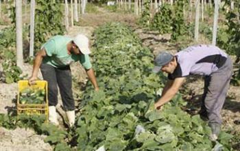 Agropecuária e Serviços lideram saldo de empregos no Paraná 