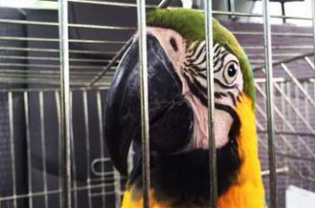 Animais silvestres apreendidos e resgatados podem ser adotados 