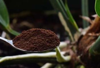 Saiba como o seu jardim pode ajudar no combate a dengue 