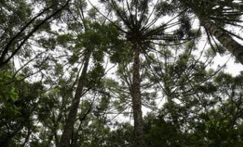 Símbolo do Paraná, araucária caminha para extinção 