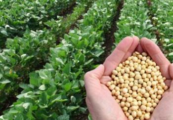 Plante Seu Futuro obtém redução de 50% no uso de inseticidas nas lavouras de soja Plante Seu Futuro obtém redução de 50% no uso de inseticidas nas lavouras de soja