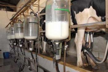 Paraná é o segundo maior produtor de leite do País 