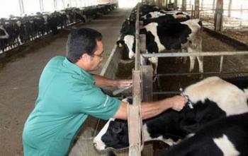 Campanha de vacinação contra aftosa começa nesta terça-feira (1) Campanha de vacinação contra aftosa começa nesta terça-feira (1)