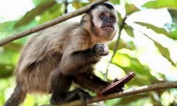 Meio Ambiente promove controle epidemiológico de macacos-prego 
