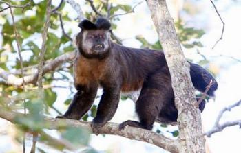 Surtos de febre amarela acaba em violência contra macacos 