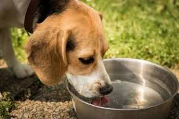 Médico veterinário alerta para os cuidados especiais com os pets no verão 