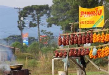 Colheita e venda do pinhão são proibidas até sexta-feira no Paraná 