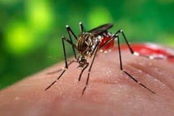 Saúde alerta para as diferenças entre dengue e chikungunya 