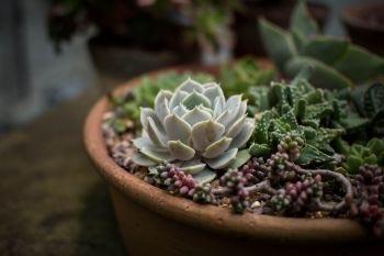 Segunda edição da Feira das Flores ocorre no Dia das Mães 