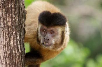 Prefeitura alerta sobre atropelamentos de animais silvestres 