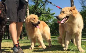 Veja dicas de como cuidar de filhotes de cães e gatos 