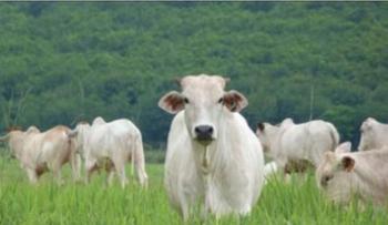 Mestrado em saúde animal aceita inscrição de aluno não regular 