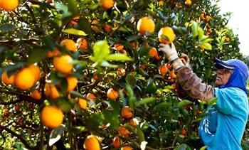 Safra de laranja deve crescer 33% no Paraná 