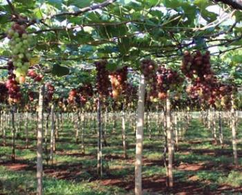 Paraná tem dois novos territórios com Indicação Geográfica Paraná tem dois novos territórios com Indicação Geográfica