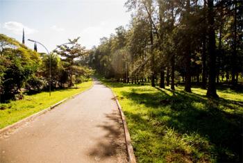 Novo plano de arborização vai cadastrar árvores 