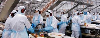 Avicultura do Paraná bate mais um recorde de exportações 