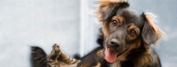 Bem-Estar Animal promove 1.660 castrações no 1º semestre; em 2016 foram 258 o ano inteiro 