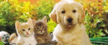 Prefeitura credencia clínicas e hospitais veterinários para castrações 