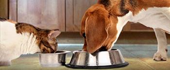 Alimentação vegetariana sem supervisão para pets pode causar doenças graves 