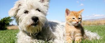 Mudanças de estação requerem maior cuidado com os animais. Veja Como cuidar do seu pet na primavera 