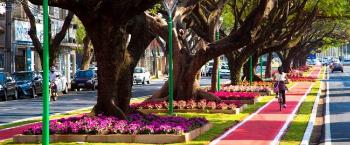 Plano de Arborização tem atualização de censos e estudo de destinação de resíduos 
