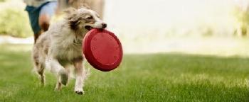 Meu pet é feliz? Veja 4 dicas para saber se o cachorro sofre com depressão 