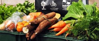 Projetos sustentáveis geram renda e melhoram qualidade de vida 