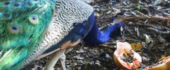 Sema alerta visitantes para não alimentarem animais silvestres 