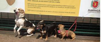 Feira incentiva e orienta sobre adoção de animais 