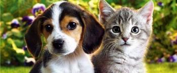 Osteoporose e outras doenças ósseas também atingem os pets 