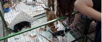 Feira de Adoção garante novos lares para 26 animais 