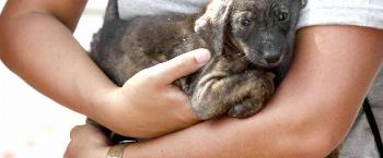 Protetores independentes discutem resgate de animais 