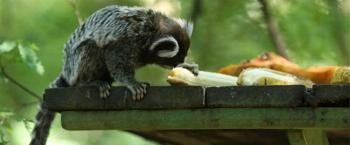 Zoonoses orienta para não alimentar e manter distância de animais silvestres 