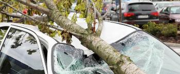 Quando o seguro protege o carro contra queda de árvores? Quando o seguro protege o carro contra queda de árvores?