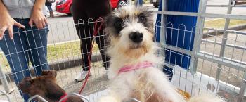 Feira garante lar para 22 animais; próxima será dia 11 de março 