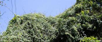 Meio Ambiente inicia sensibilização à população sobre corte de cipó 