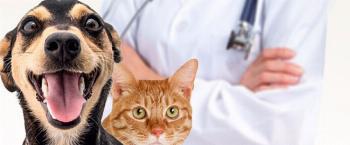 Castrar ou não castrar os animais de estimação? 