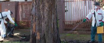Semusp intensifica combate de pragas urbanas nesta semana 