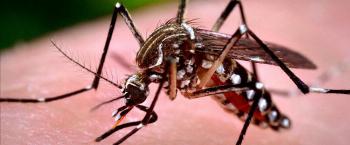 Paraná está há dois anos sem registro de mortes por dengue 