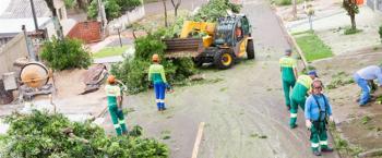 Remoção de árvores poderá ser feita por empresas credenciadas 